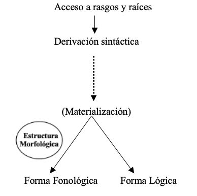 Figura 1. Arquitectura de la gramática según la Morfología Distribuida 